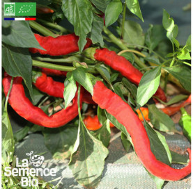 Photo de POIVRON Doux long des Landes - La Semence Bio