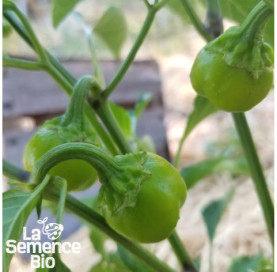 Plant en cours de croissance de POIVRON Mini Bell Yellow - La Semence Bio