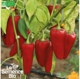 Photo de POIVRON Corno di Toro Rosso - La Semence Bio