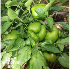 Plant en cours de croissance de POIVRON Yolo Wonder - La Semence Bio