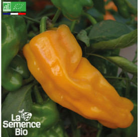 Photo de POIVRON Petit Marseillais - La Semence Bio