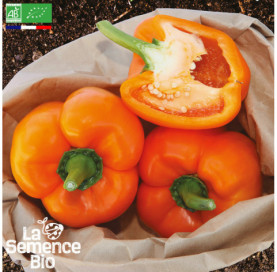 Photo de POIVRON California Wonder orange - La Semence Bio