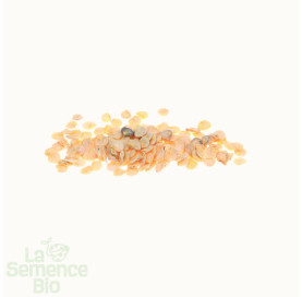 Graines de POIVRON California Wonder orange - La Semence Bio