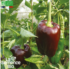 Photo de POIVRON Chocolat - La Semence Bio