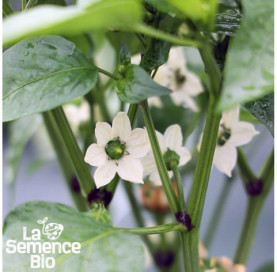 Fleur de POIVRON Chocolat - La Semence Bio