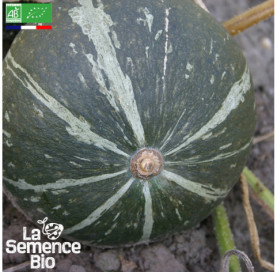 Photo de POTIMARRON Green Hokkaïdo - La Semence Bio