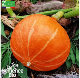 Photo de POTIMARRON Uchiki Kuri - La Semence Bio