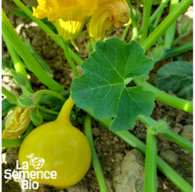 Jeune plant de POTIMARRON Uchiki Kuri - La Semence Bio