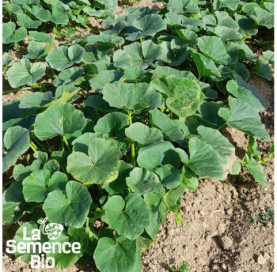 Plant à maturité de POTIMARRON Uchiki Kuri - La Semence Bio