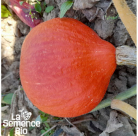 Gros plan de POTIMARRON Uchiki Kuri - La Semence Bio