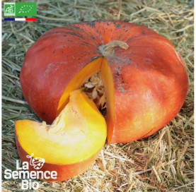 Photo de POTIRON Rouge vif d'Étampes - La Semence Bio