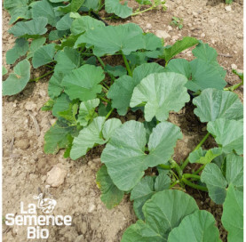 Jeune plant de POTIRON Rouge vif d'Étampes - La Semence Bio