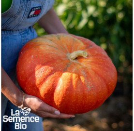 Récolte de POTIRON Rouge vif d'Étampes - La Semence Bio