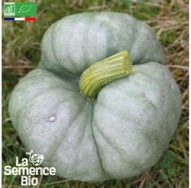 Photo de POTIRON Tristar - La Semence Bio