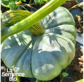 Gros plan de POTIRON Tristar - La Semence Bio