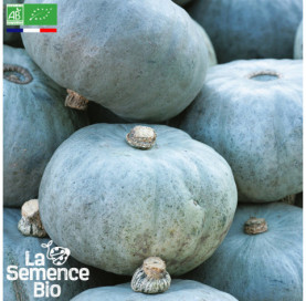 Photo de POTIRON bleu de Hongrie - La Semence Bio