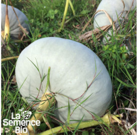 Plant à maturité de POTIRON bleu de Hongrie - La Semence Bio