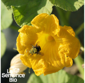 Fleur de POTIRON bleu de Hongrie - La Semence Bio