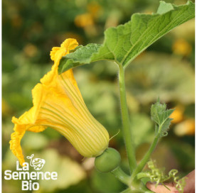 Plant en cours de croissance de POTIRON bleu de Hongrie - La Semence Bio