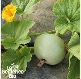 Plant en cours de croissance de POTIRON bleu de Hongrie - La Semence Bio