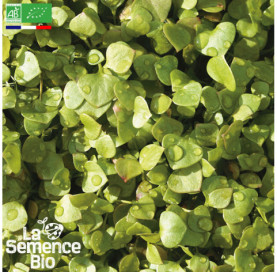 Photo de POURPIER WINTERPOSTELEIN Claytone - La Semence Bio