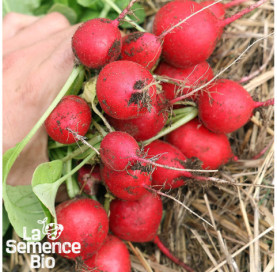 Plant à maturité de RADIS en mélange - La Semence Bio