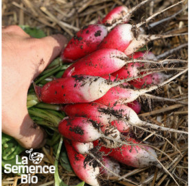 Plant à maturité de RADIS en mélange - La Semence Bio