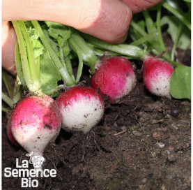 Plant à maturité de RADIS en mélange - La Semence Bio