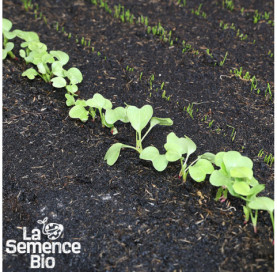 Premières pousses de RADIS blanc Daïkon - La Semence Bio