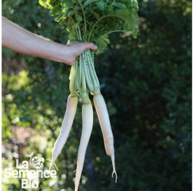 Récolte de RADIS blanc Daïkon - La Semence Bio