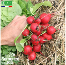 Photo de RADIS Rond Raxe - La Semence Bio