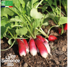 Photo de RADIS Flamboyant - La Semence Bio