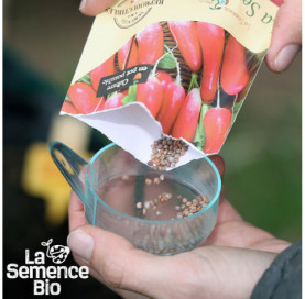 Graines de RADIS Flamboyant - La Semence Bio