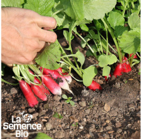 Récolte de RADIS Flamboyant - La Semence Bio