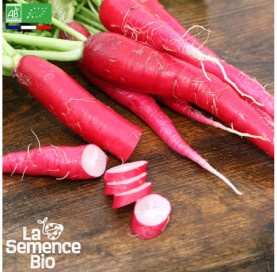 Photo de RADIS Rose de Pâques - La Semence Bio