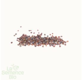 Graines de RADIS Rose de Pâques - La Semence Bio