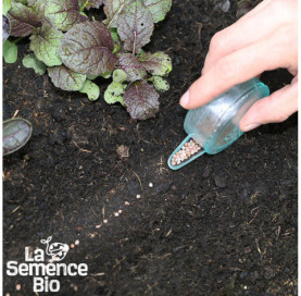 Semis de RADIS Rose de Pâques - La Semence Bio