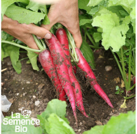 Récolte de RADIS Rose de Pâques - La Semence Bio