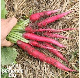 Gros plan de RADIS Rose de Pâques - La Semence Bio