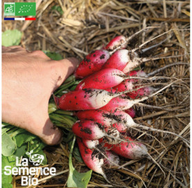 Photo de RADIS De 18 Jours - La Semence Bio