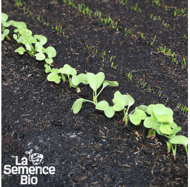 Premières pousses de RADIS De 18 Jours - La Semence Bio