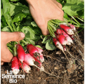 Récolte de RADIS De 18 Jours - La Semence Bio