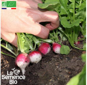Photo de RADIS National - La Semence Bio
