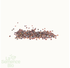 Graines de RADIS National - La Semence Bio