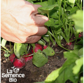 Récolte de RADIS National - La Semence Bio