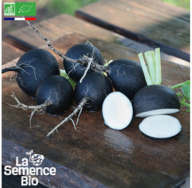 Photo de RADIS Noir Gros Rond D'Hiver - La Semence Bio