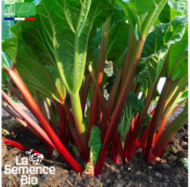 Photo de RHUBARBE Victoria - La Semence Bio