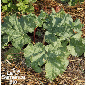 Jeune plant de RHUBARBE Victoria - La Semence Bio