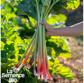 Récolte de RHUBARBE Victoria - La Semence Bio