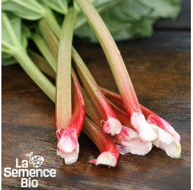 Gros plan de RHUBARBE Victoria - La Semence Bio